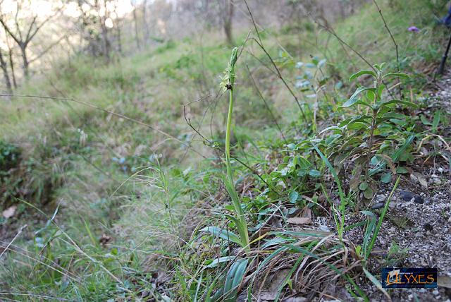 ophrys sphegodes.JPG